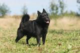 SCHIPPERKE 014